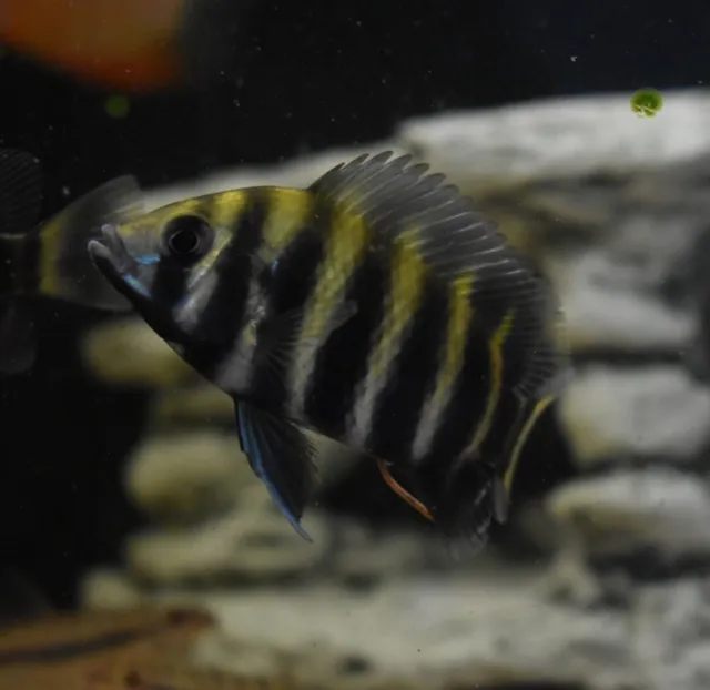 Live Buttikoferi Zebra Tilapia Cichlid (2.5-3" Aquarium Fish) PLS READ DESCR