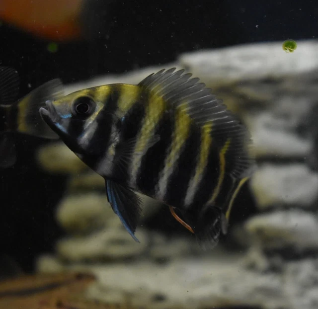 Live Buttikoferi Zebra Tilapia Cichlid (3" Aquarium Fish) PLS READ DESCR 3