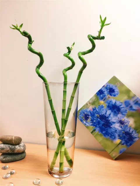 1 Spiral Straight Lucky Bamboo Group Ribbon Plant @ Pottery Vase House Feng Shui