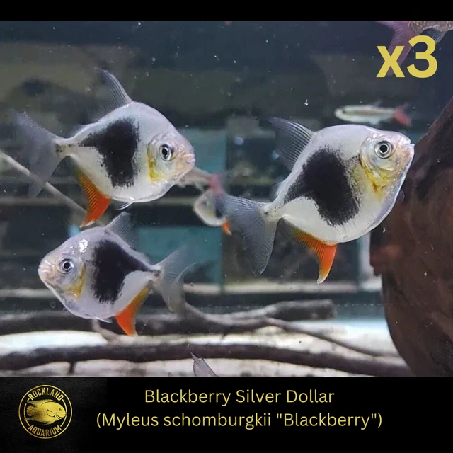 3x Myleus Blackberry Silver Dollar - M. schomburgki -Live Fish  (2-2.25")