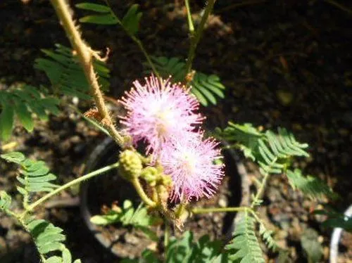 Echte Mimose (Mimosa pudica) - 50 Samen Sinnpflanze