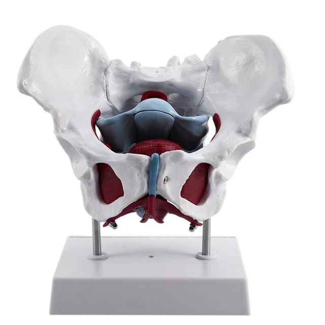 Modello anatomico di bacino - Wellden International Inc. - ginecologico / ad uso didattico / femminile