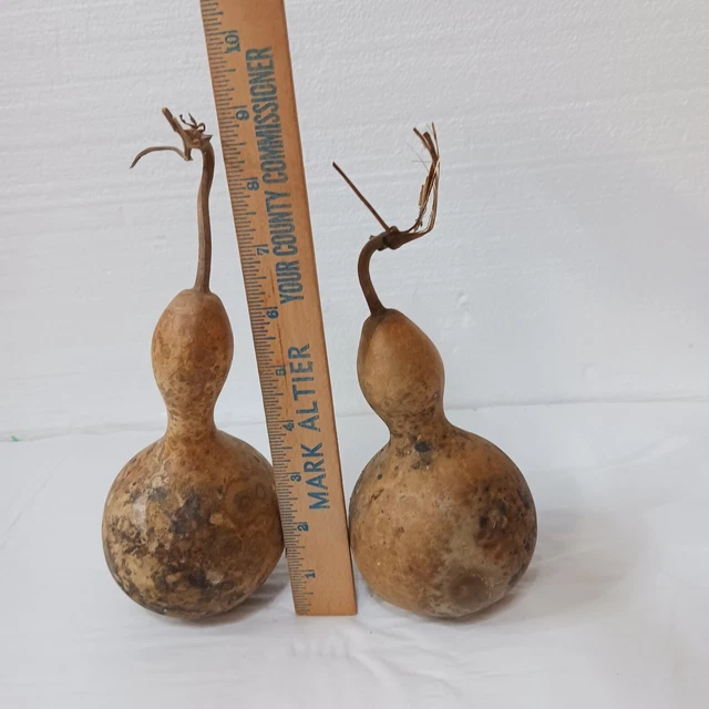 Dos calabazas secas pequeñas artesanales madera quemada decoración de cabina pintable