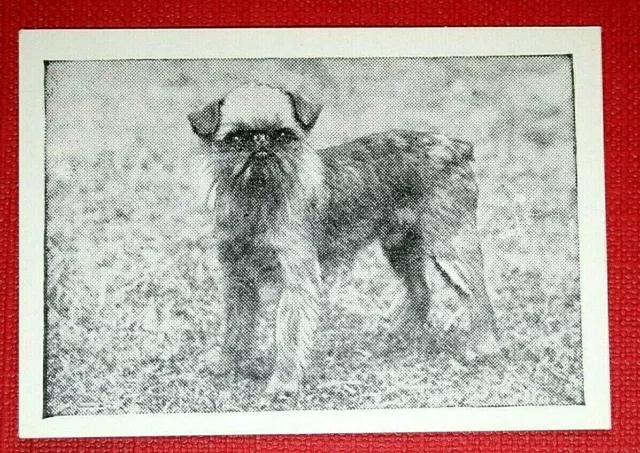 GRIFFON BRUXELLOIS   Vintage 1950's Dog Photo Card  WC24