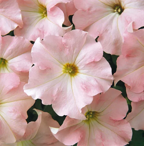 Flower - Petunia - Express Appleblossom  F1 - 50 Pelleted Seeds