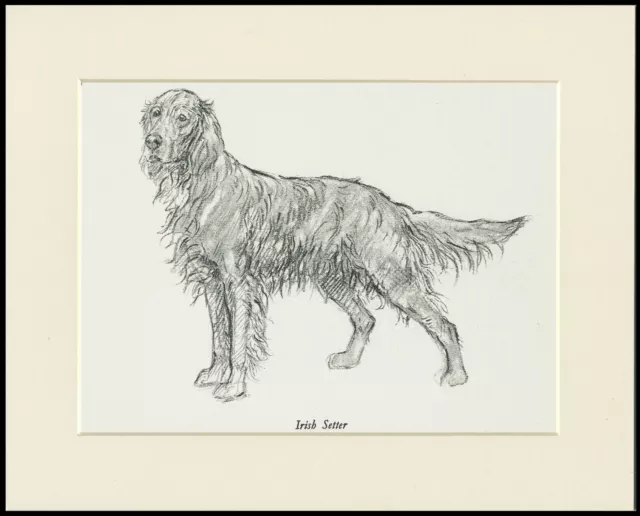 Irish Setter Standing Dog Study 1930'S Dog Art Print Kf Barker Ready Mounted