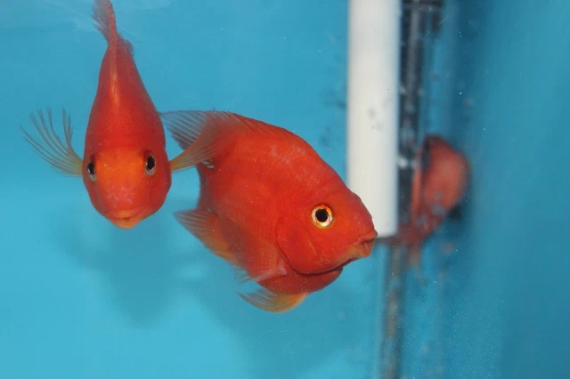 Live King Kong parrot grade A+ (3-5 inches) cichlid for fish tank aquarium