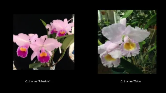 Cattleya trianae ('Alberto's x var. coer 'Orion') orchid seedling
