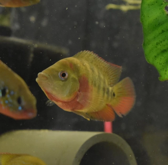 Live Trimac Cichlid (5-6" Rare Tropical Freshwater Aquarium Fish) PLS READ DESC 6