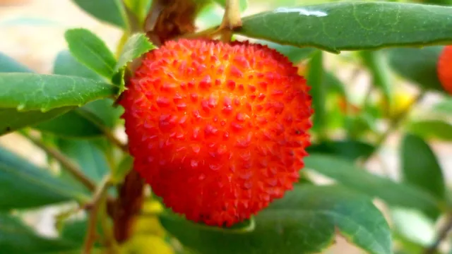 ERDBEERBAUM Erdbeere (Arbutus unedo) süße Früchte,bedingt winterhart