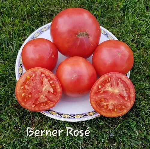 Tomate Berner Rose , mind. 10 Samen, Tomatensamen