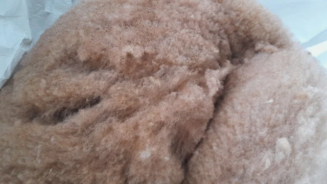 3KG SCHAFWOLLE, ROHWOLLE, Schurwolle vom Coburger Fuchsschaf "Das