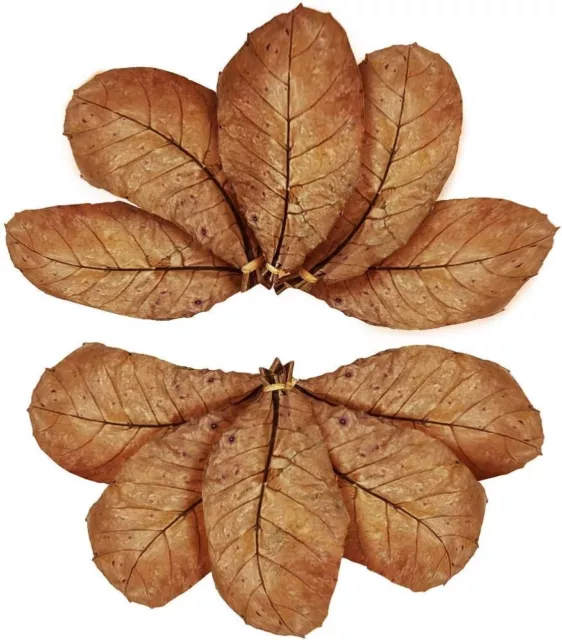 10 pcs Large Betta Catappa Indian Almond Leaves Plants Fish Tank Aquarium