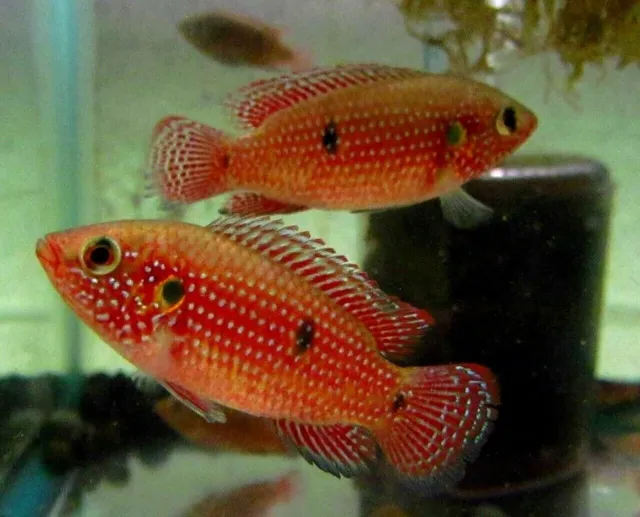 3 Dwarf Red Jewel Cichlids Live Freshwater Aquarium Fish