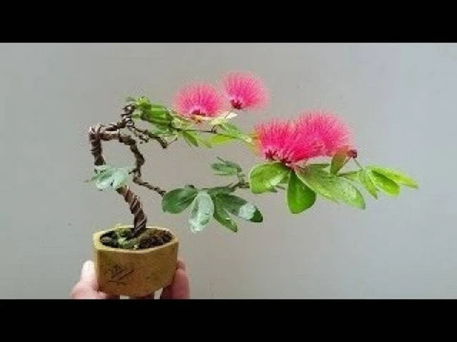 20 Bonsai Mimosa Flower Tree Seeds - Made in USA, Ships from Iowa.