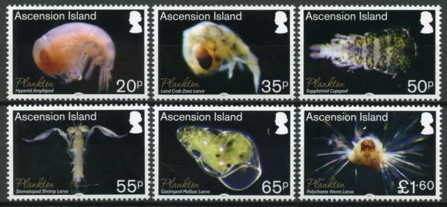 Ascension Island Marine Stamps 2017 MNH Plankton Gastropod Copepod 6v Set