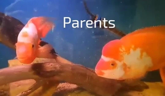  live creamsicle red devil cichlids freshwater aquarium 6