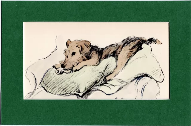Lucy Dawson ~ Welsh Terrier ~ Hand Coloured Print. Genuine Vintage 1939