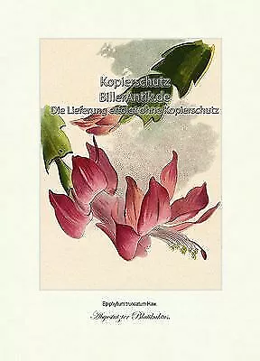 Abgestutzter Blattkaktus Epiphyllum trunctatum Schlumbergera Vilmorin A4 342