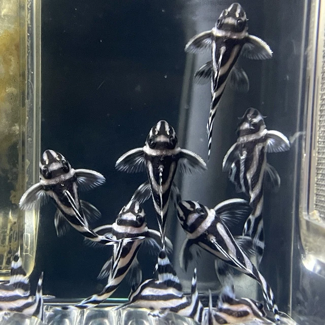 L046 Zebra Pleco L46 Hypancistrus Plec Plecostomus F1 3-3.5cm
