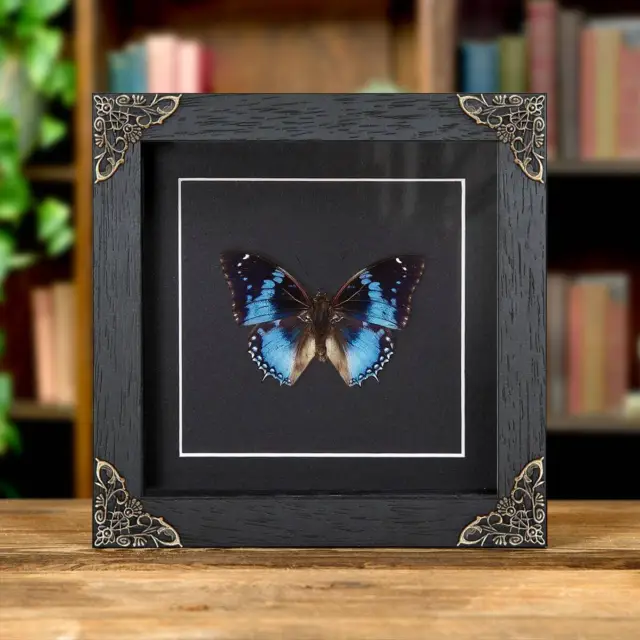 Western Blue Charaxes Taxidermy Butterfly in Baroque Style Frame (Charaxes smara