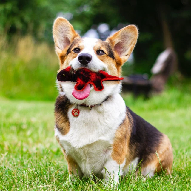 Eidechsenform Haustiere Hund beißen Spielzeug Welpe Molar Chew Plüsch