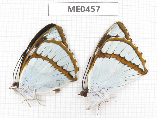 Butterfly. Mimathyma schrenckii. Shaanxi, Ankang, Ningshan county. 2M. ME0457.