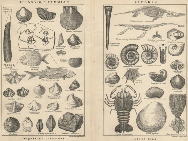 BRITISH FOSSILS. Triassic & Permian. Liassic. STANFORD 1913 old antique print