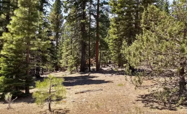 No Cal  1.3 Acre   Large Pines   With Power