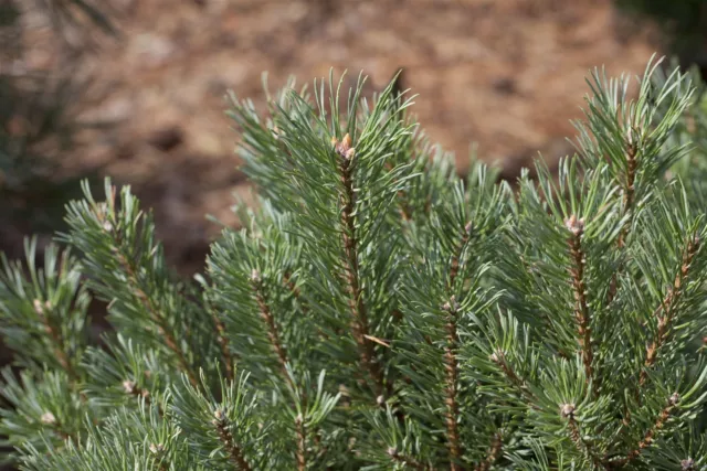 Waldkiefer Pinus sylvestris C5 40-60cm, winterhart & pflegeleicht