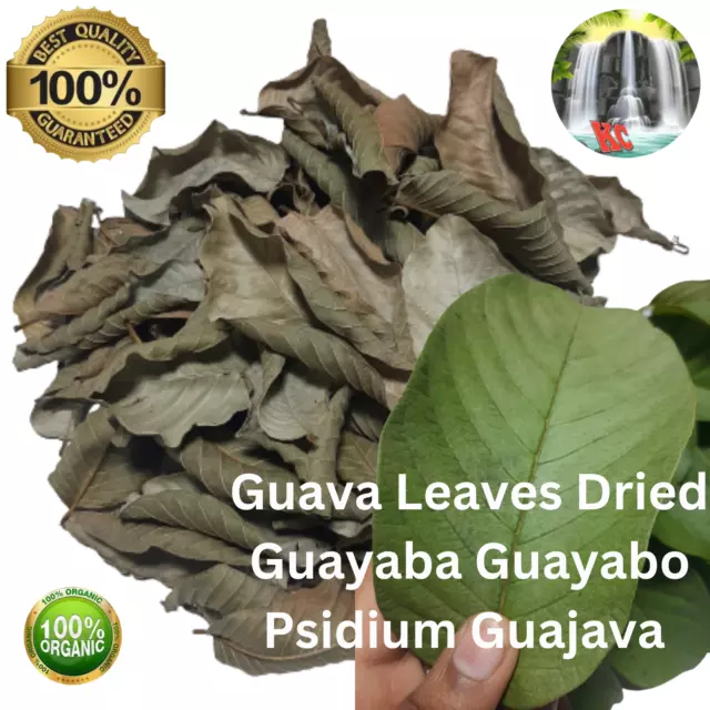 Guava Leaves Dried Organic Tea Fresh Hojas De Guayaba Guayabo Psidium Guajava