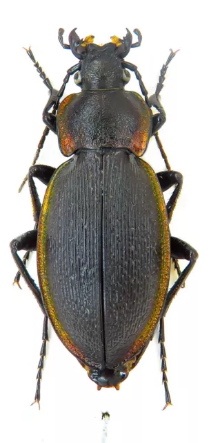 Carabidae, Carabus (Morphocarabus) excellens excellens Ukrainei ideally mounted