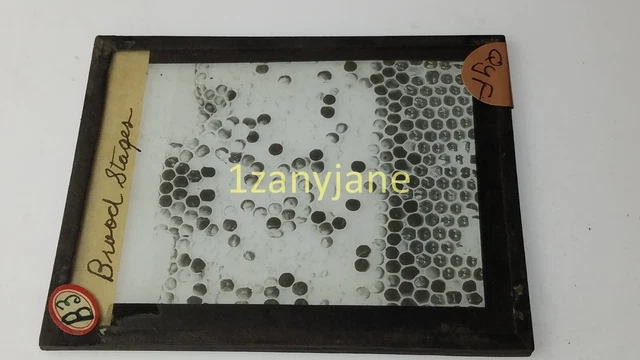 QYF Glass Magic Lantern Slide Photo B3 BROOD STAGES