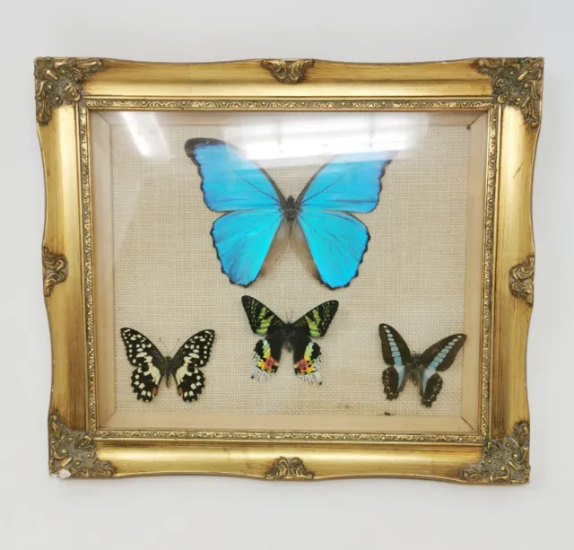 Vintage Exotica World Butterflies Taxidermy Butterflies Framed