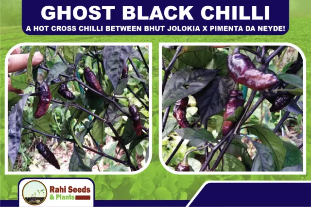 Ghost Black Chilli - A Hot Cross Chilli Between Bhut Jolokia X Pimenta Da Neyde! 2