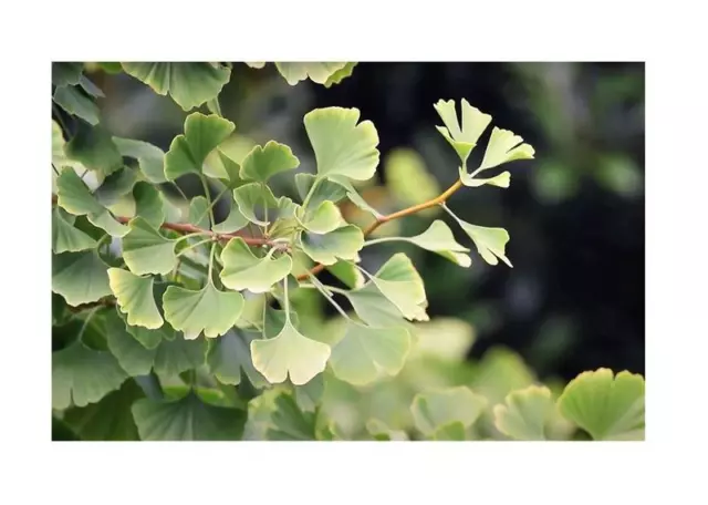 6x Ginkgo Biloba Fächerblattbaum Garten Pflanzen - Samen A357