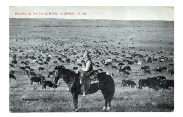 Antique 1909 GRAZING ON THE CATTLE RANGE, AT SUNSET, M. 226 Postcard Billings MT