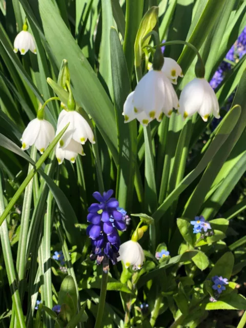 Märzenbecher (Leucojum vernum) Frühlingsknotenblume  Blumenzwiebeln winterhart