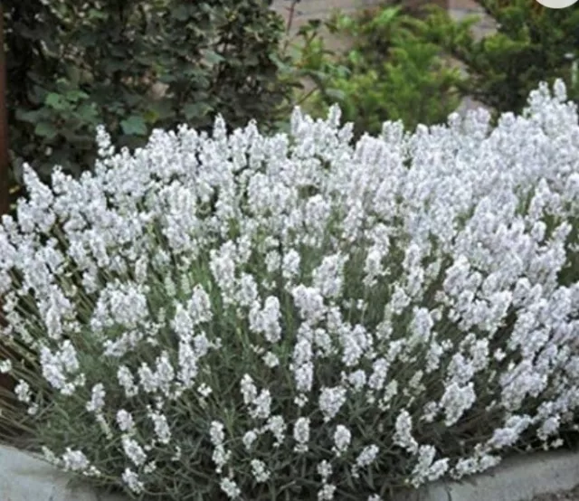 Hermosas flores blancas fragantes únicas lavanda 100 semillas