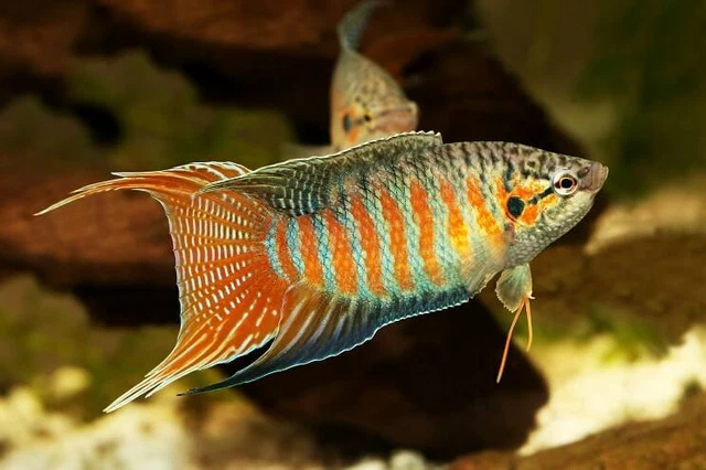 1 PAIR - Live Aquarium Fish Assorted Paradise Gourami 1" - 3"