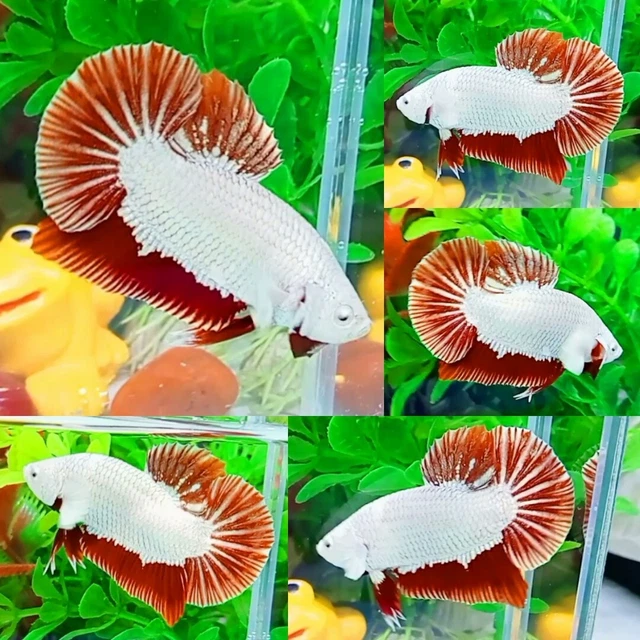 Red Dragon Snow Halfmoon Plakat Male - IMPORT LIVE BETTA FISH FROM THAILAND