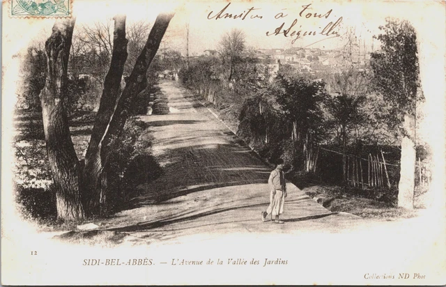 Algeria Sidi-bel-Abbès L'Avenue de la Vallée des Jardins Vintage Postcard B133
