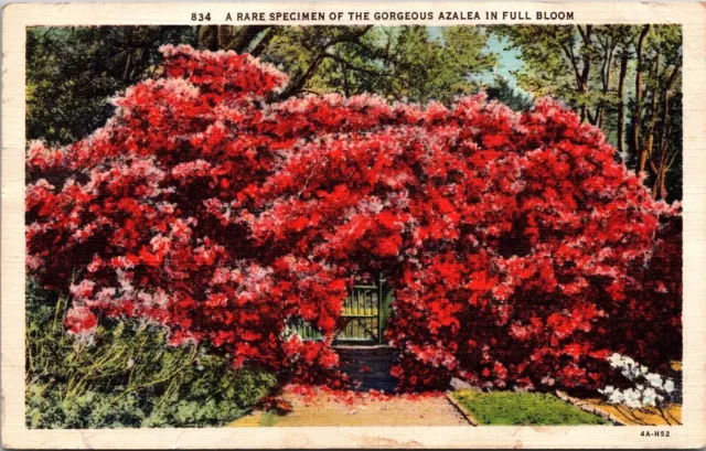 Azalea Full Bloom Gate Linen Postcard PM Miami Beach FL Florida Cancel WOB Note