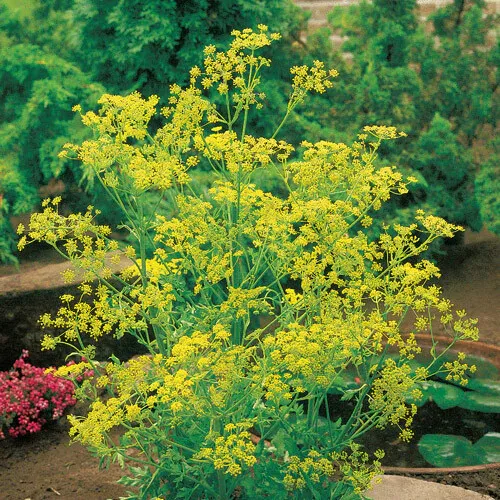 Bouquet Dill Seeds | 500 Seeds | Heirloom - Non-GMO | Free Shipping | 1144