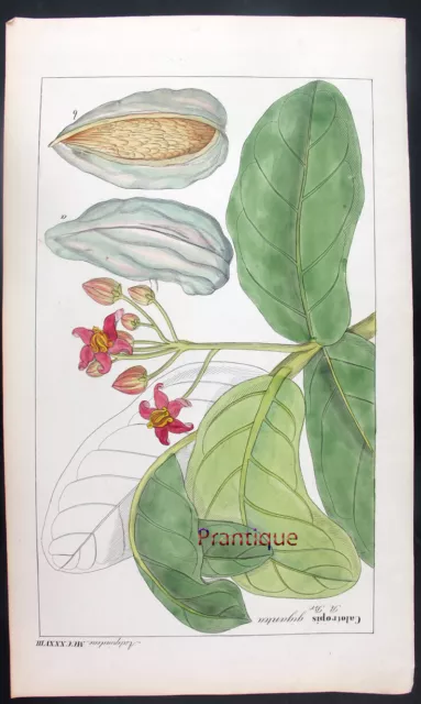 1830,RARE DIETRICH FLORA UNIVERSALIS HandPainted ENGR. CALOTROPIS UK9