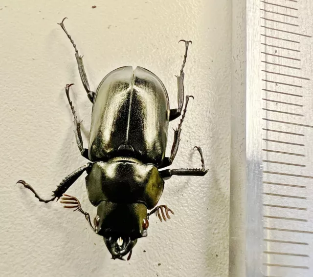 Lucanidae Dorcus Coleoptera Prismognathus Oberthurei Yunnan