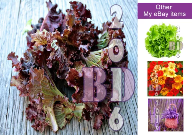 Lettuce seeds Lollo Rosso 100 Seeds Garden Vegetable_All Year Round Salad