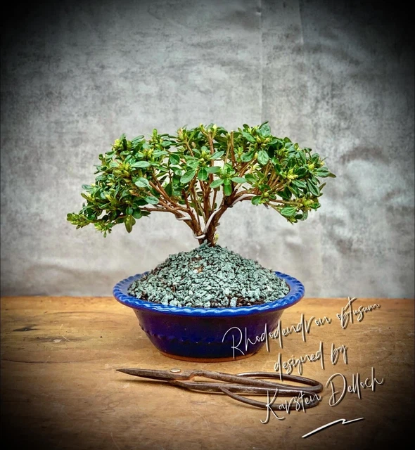 OTTUSO RODODENDRO &&ANOUK&& Bonsai azalea giapponese SHOHIN 7 anni 2