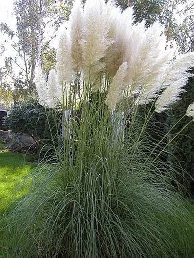 Cortaderia Selloana - Pampasgras - Weiss (50 Samen)