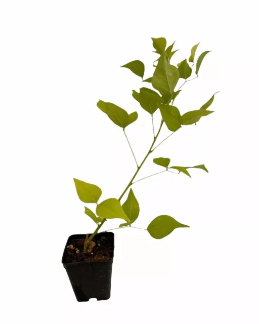 Pianta Erythrina Cristagalli Vaso 7cm